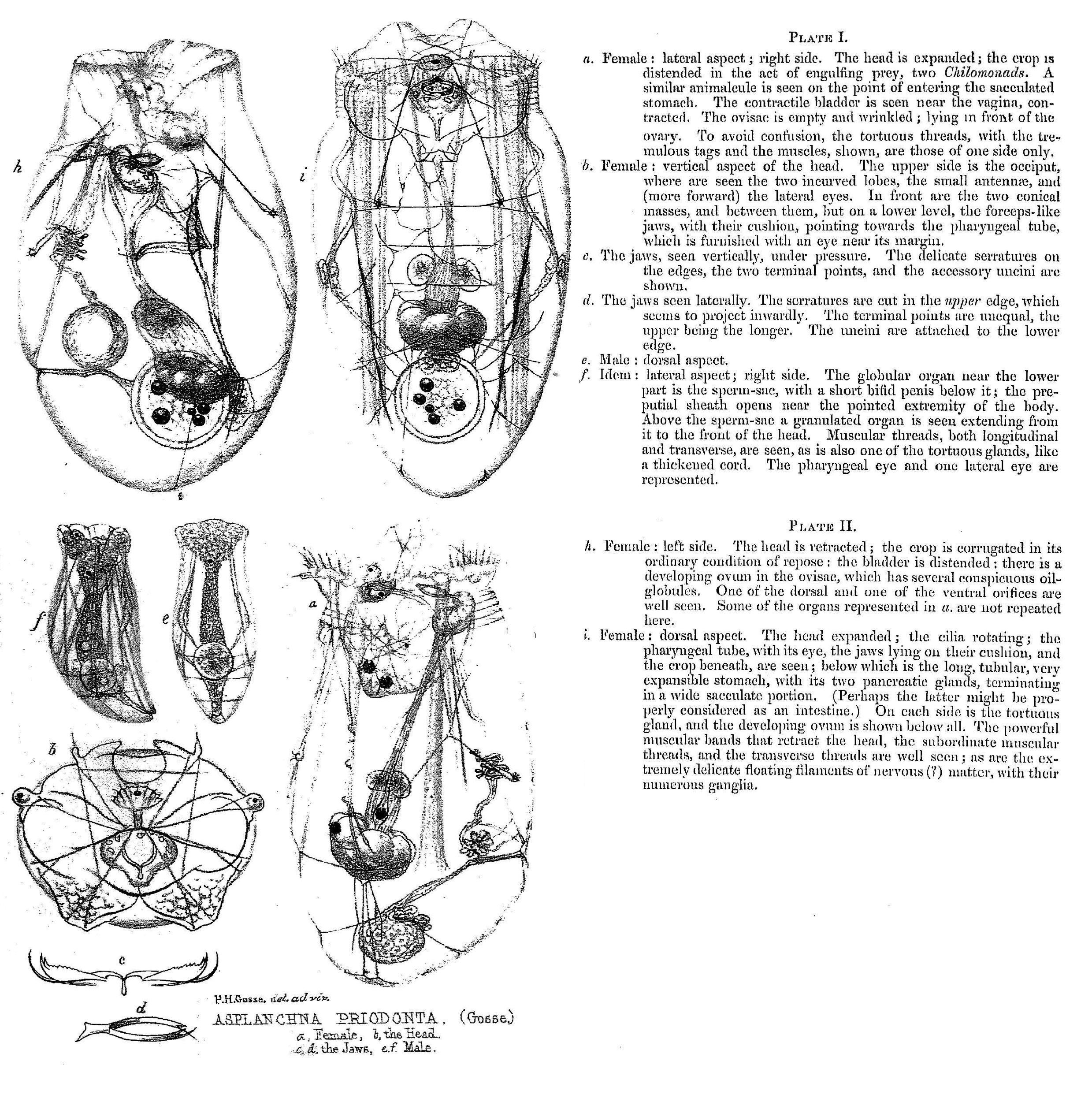 Image de <i>Asplanchna priodonta</i>