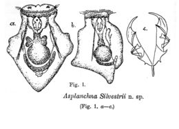 Image of Asplanchna silvestrii Daday 1902