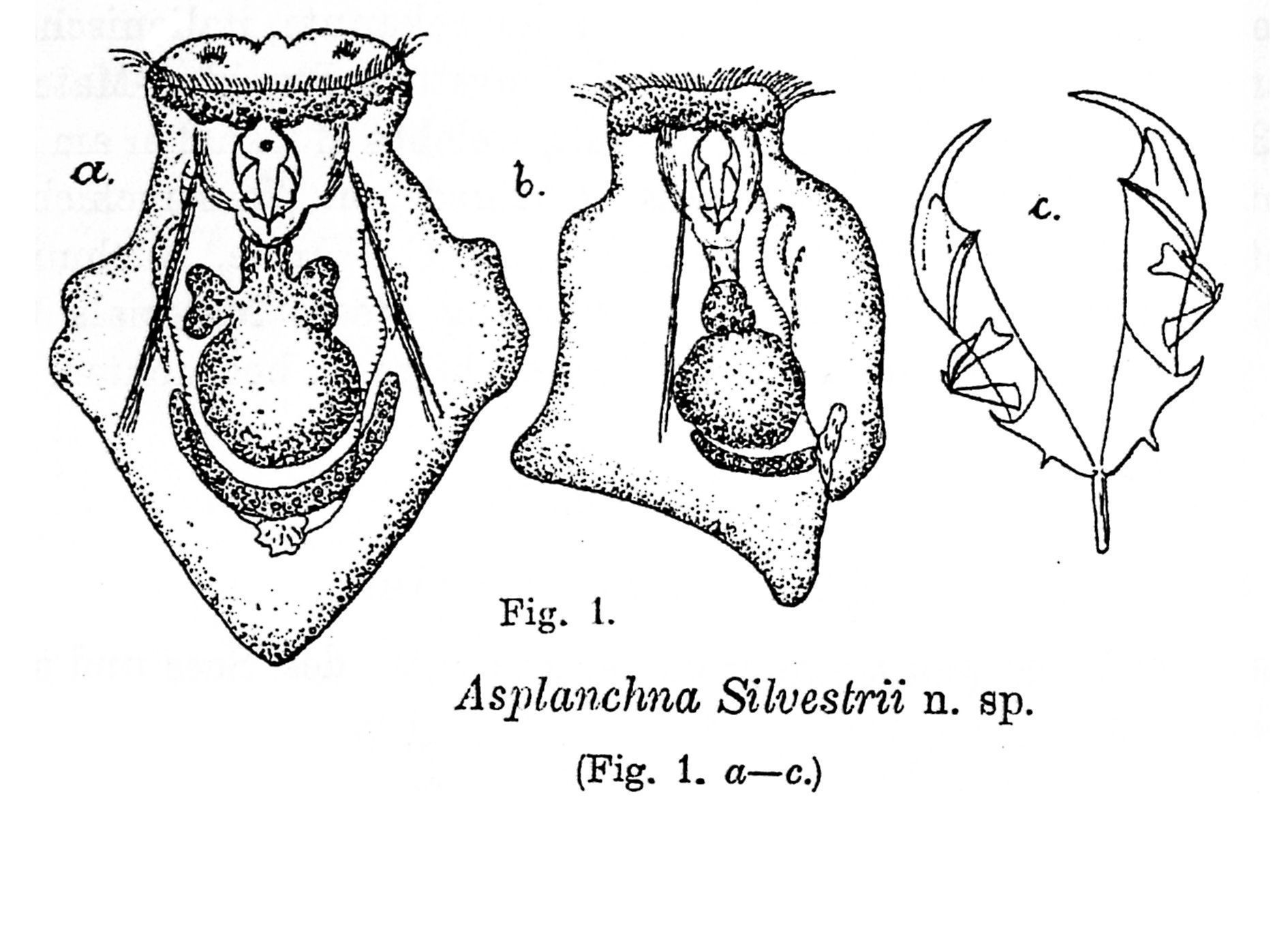 Image of Asplanchna silvestrii Daday 1902
