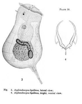 Image of Asplanchnopus hyalinus Harring 1913