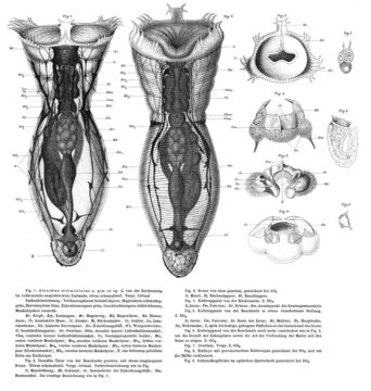 Image of Atrochus tentaculatus Wierzejski 1893