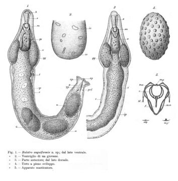 Image of Balatro anguiformis Issel 1904