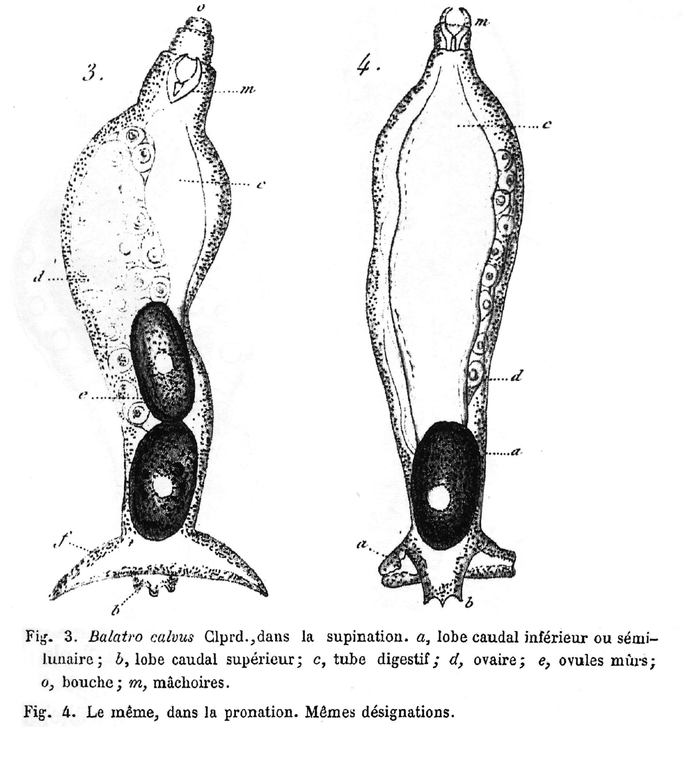 Image of Balatro calvus Claparède 1867