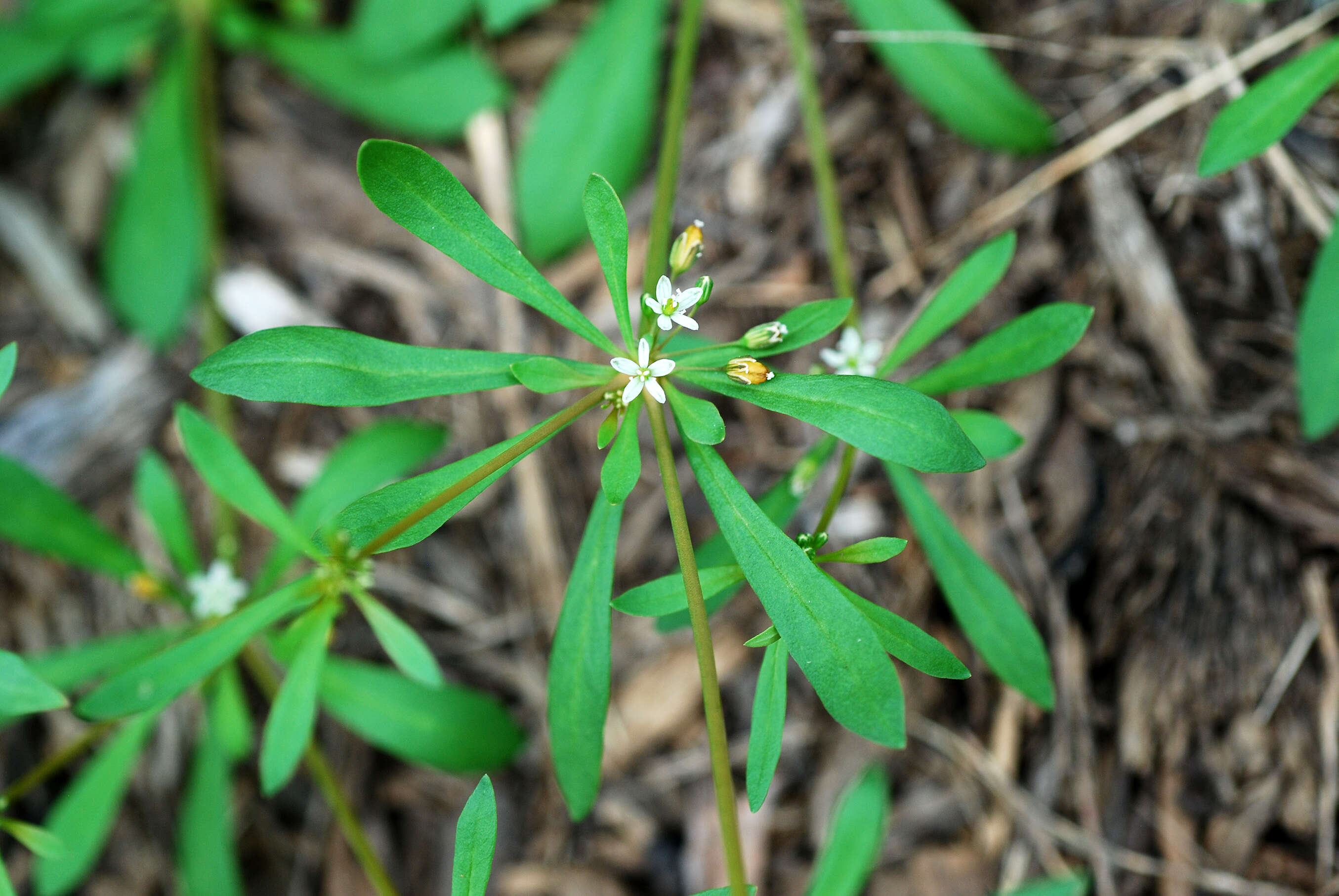 Image of green carpetweed