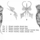 Image of Birgea enantia Harring & Myers 1922