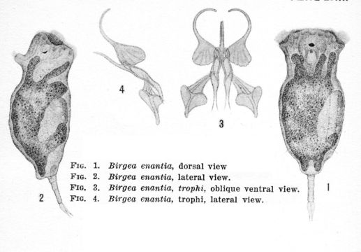 Image of Birgea enantia Harring & Myers 1922