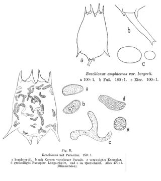 Image of <i>Brachionus calyciflorus borgerti</i>