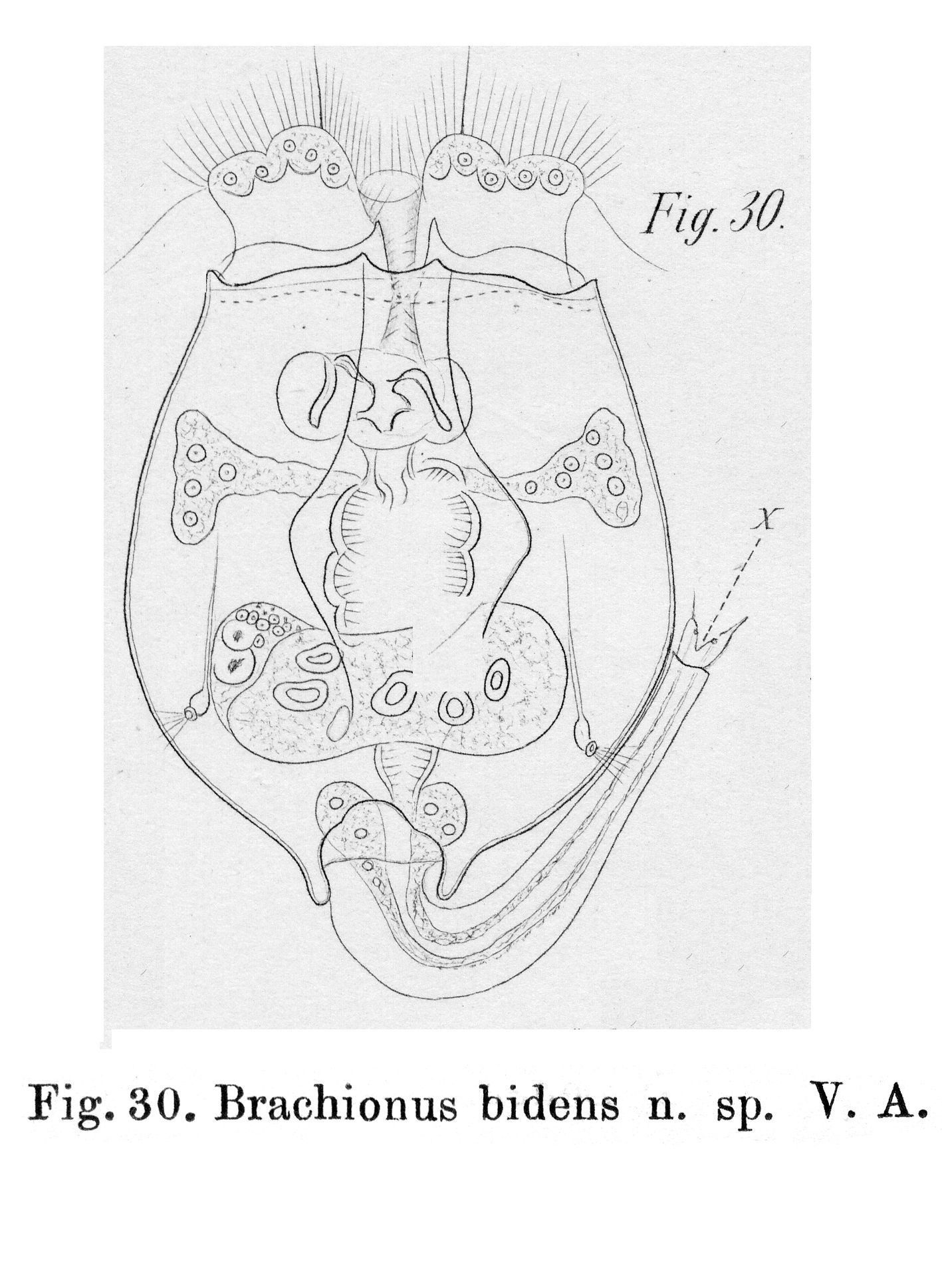Image of Brachionus angularis bidens Plate 1851