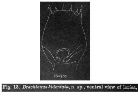 Image of Brachionus bidentatus Anderson 1889