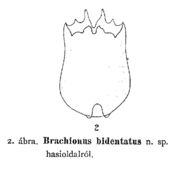 Image of Brachionus bidentatus Anderson 1889
