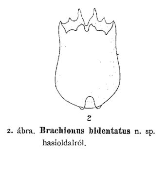 Image of Brachionus bidentatus Anderson 1889