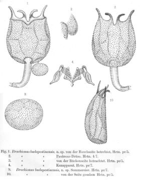 Sivun Brachionus budapestinensis Daday 1885 kuva