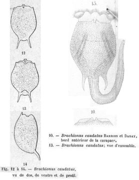 Image of Brachionus caudatus Barrois & Daday 1894