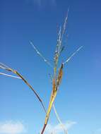 Image of fall panicgrass