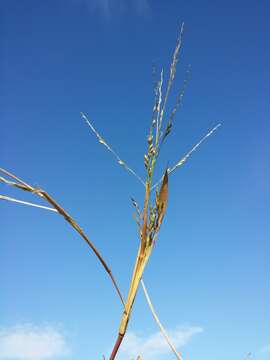 Image of fall panicgrass