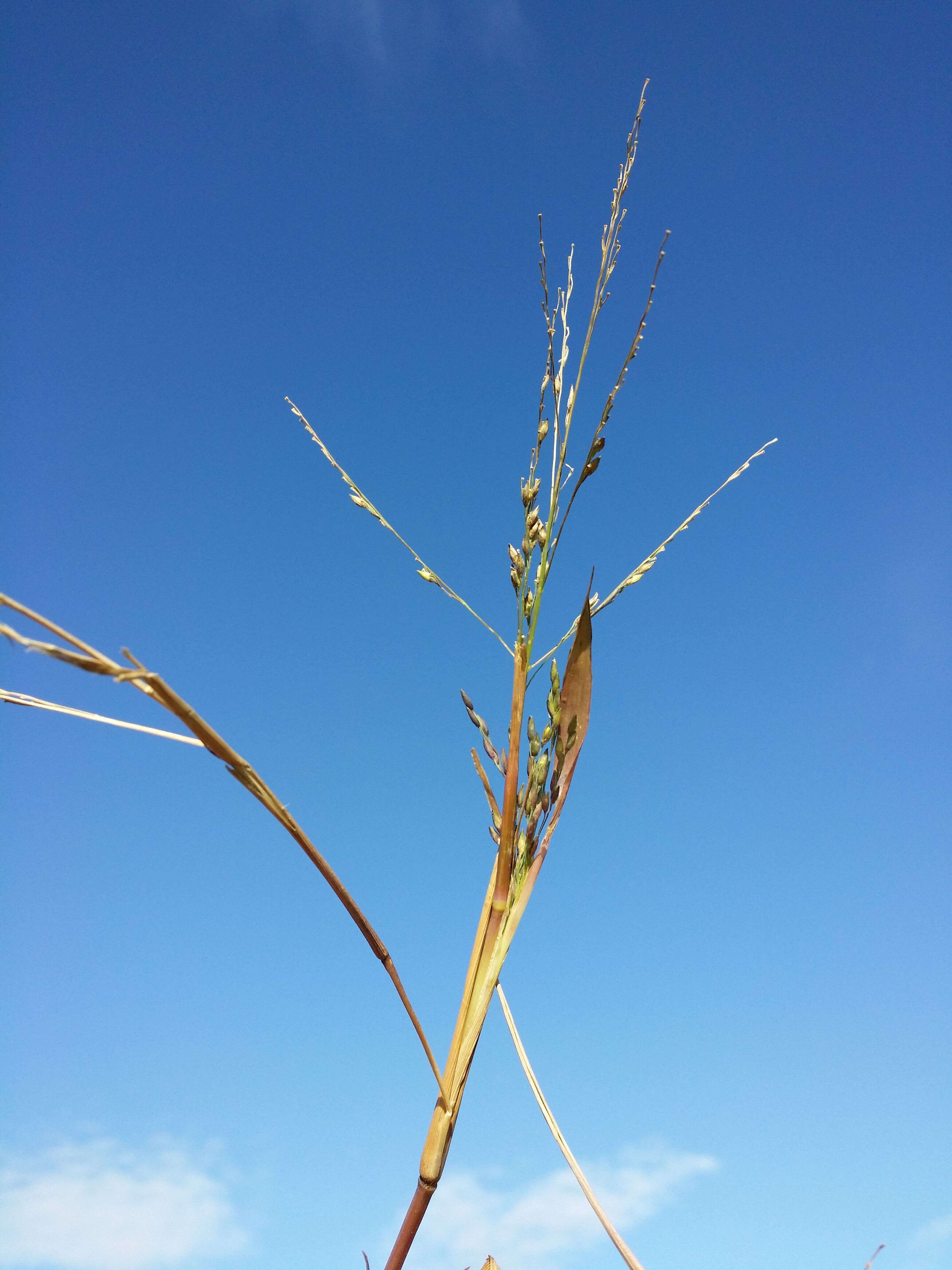 Panicum dichotomiflorum Michx. resmi