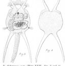 Imagem de Brachionus dichotomus Shephard 1911