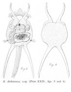 Image of Brachionus dichotomus Shephard 1911