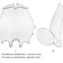 Image of Brachionus dolabratus Harring 1914
