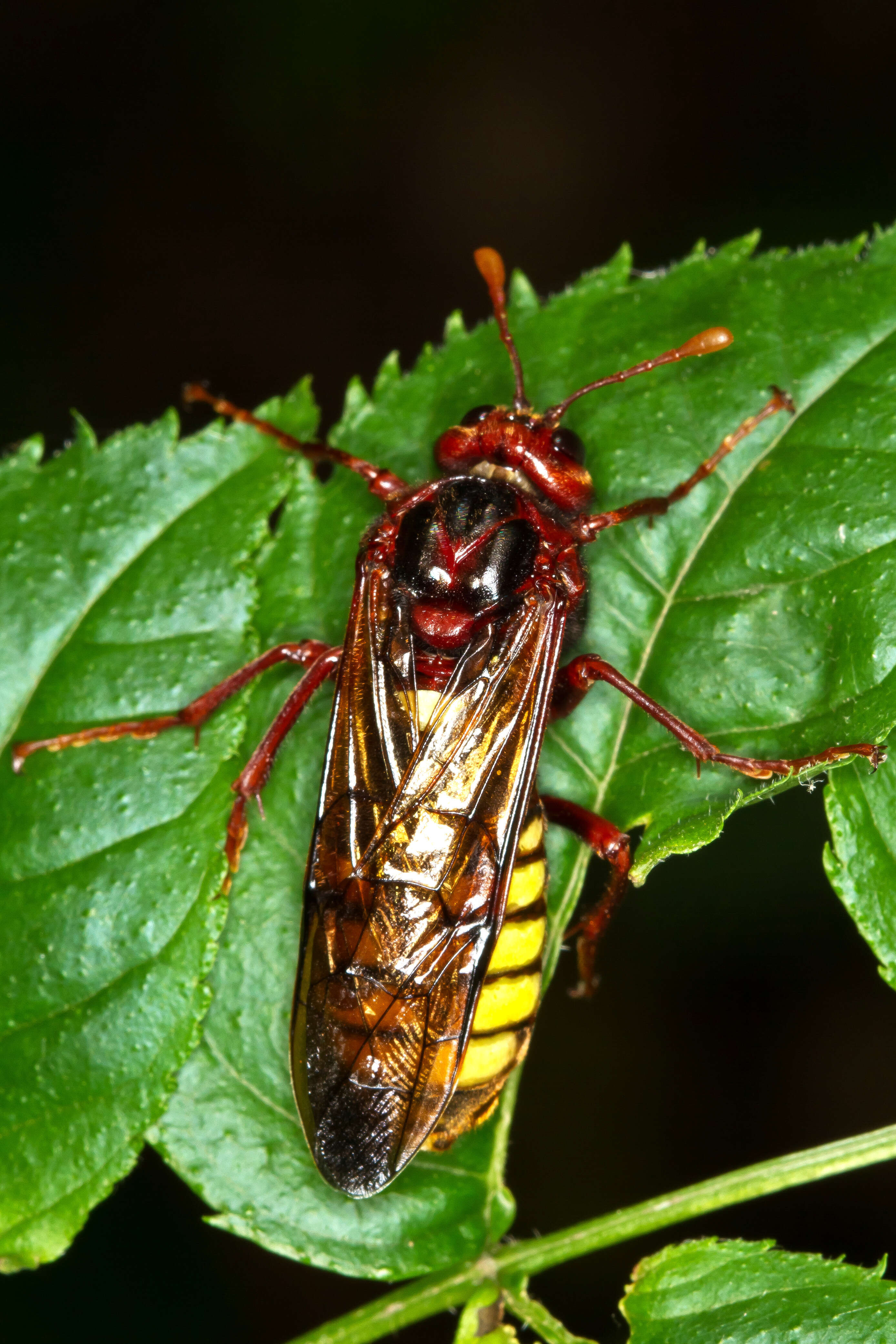 Image of Cimbex connatus