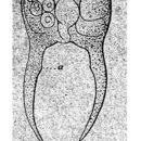 Image of Brachionid rotifer