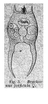 Image de Brachionus forficula Wierzejski 1891