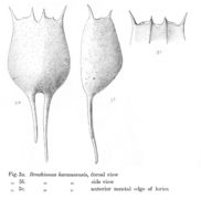 Image of Brachionus havanaensis Rousselet 1911