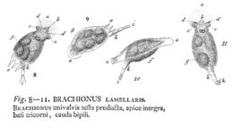 Image of Squatinella lamellaris (Müller 1786)