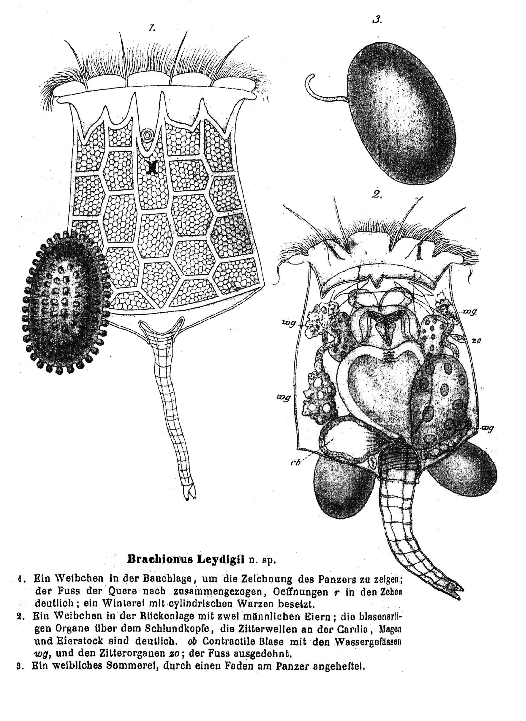 Image of Brachionus leydigii Cohn 1862