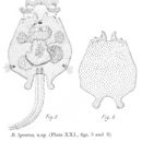 Image of Brachionus lyratus Shephard 1911