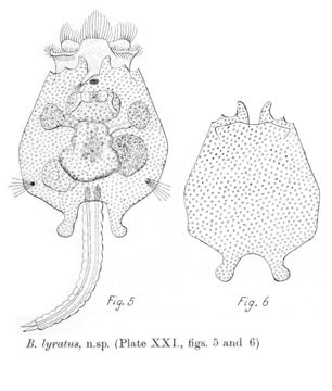 Image of Brachionus lyratus Shephard 1911