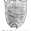 Image of <i>Brachionus macrocanthus</i>