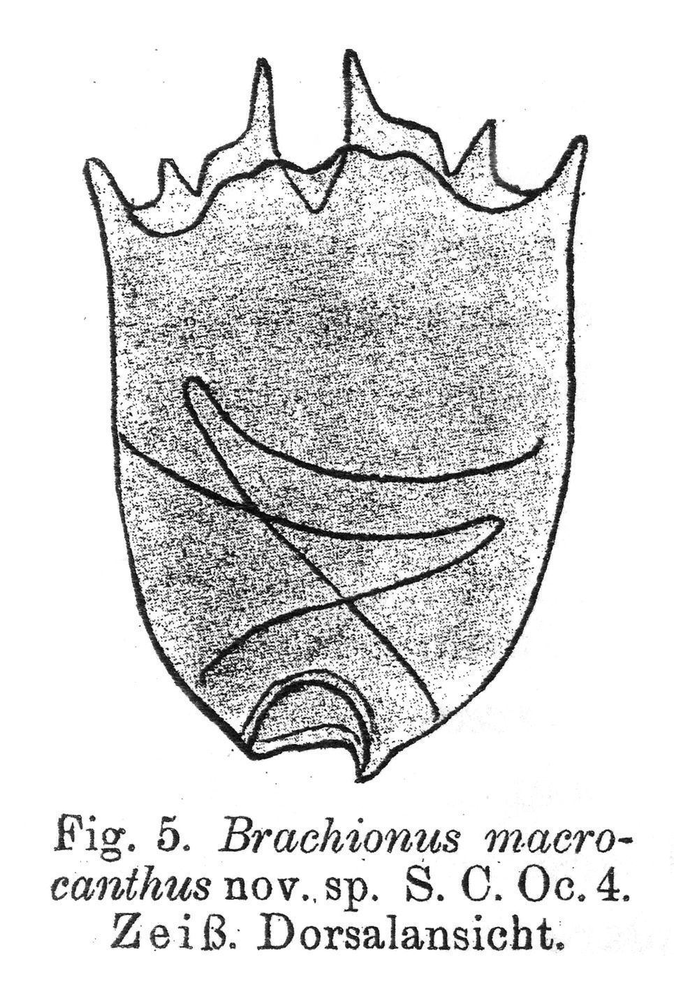 Image of <i>Brachionus macrocanthus</i>