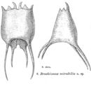 Image of Brachionus mirabilis Daday 1897