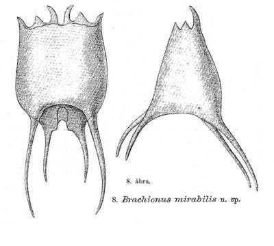 Image de Brachionus mirabilis Daday 1897