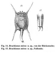 Image of Brachionus mirus Daday 1905