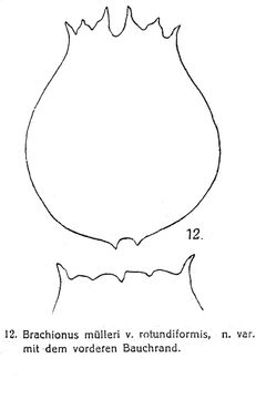 Image of Brachionus rotundiformis Tschugunoff 1921