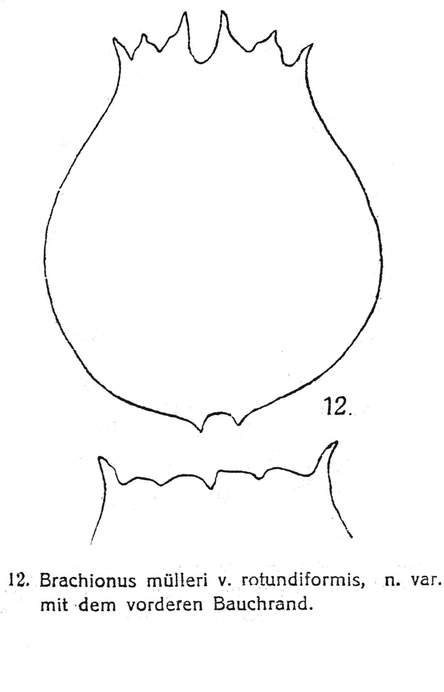 Image of Brachionus rotundiformis Tschugunoff 1921