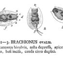 Imagem de Lepadella (Lepadella) ovalis (Müller 1786)