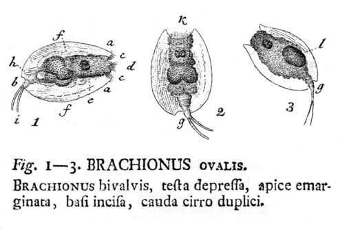 Imagem de Lepadella (Lepadella) ovalis (Müller 1786)