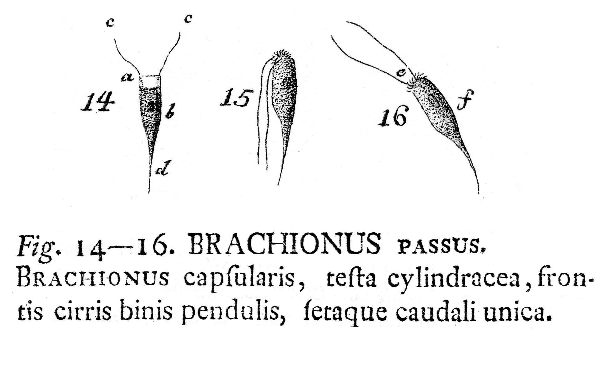 Image of <i>Filinia passa</i>