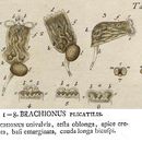 Image of Brachionus plicatilis Müller 1786