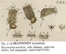 Image of Brachionus plicatilis Müller 1786