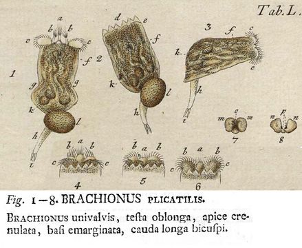 Image of Box-like Rotifer