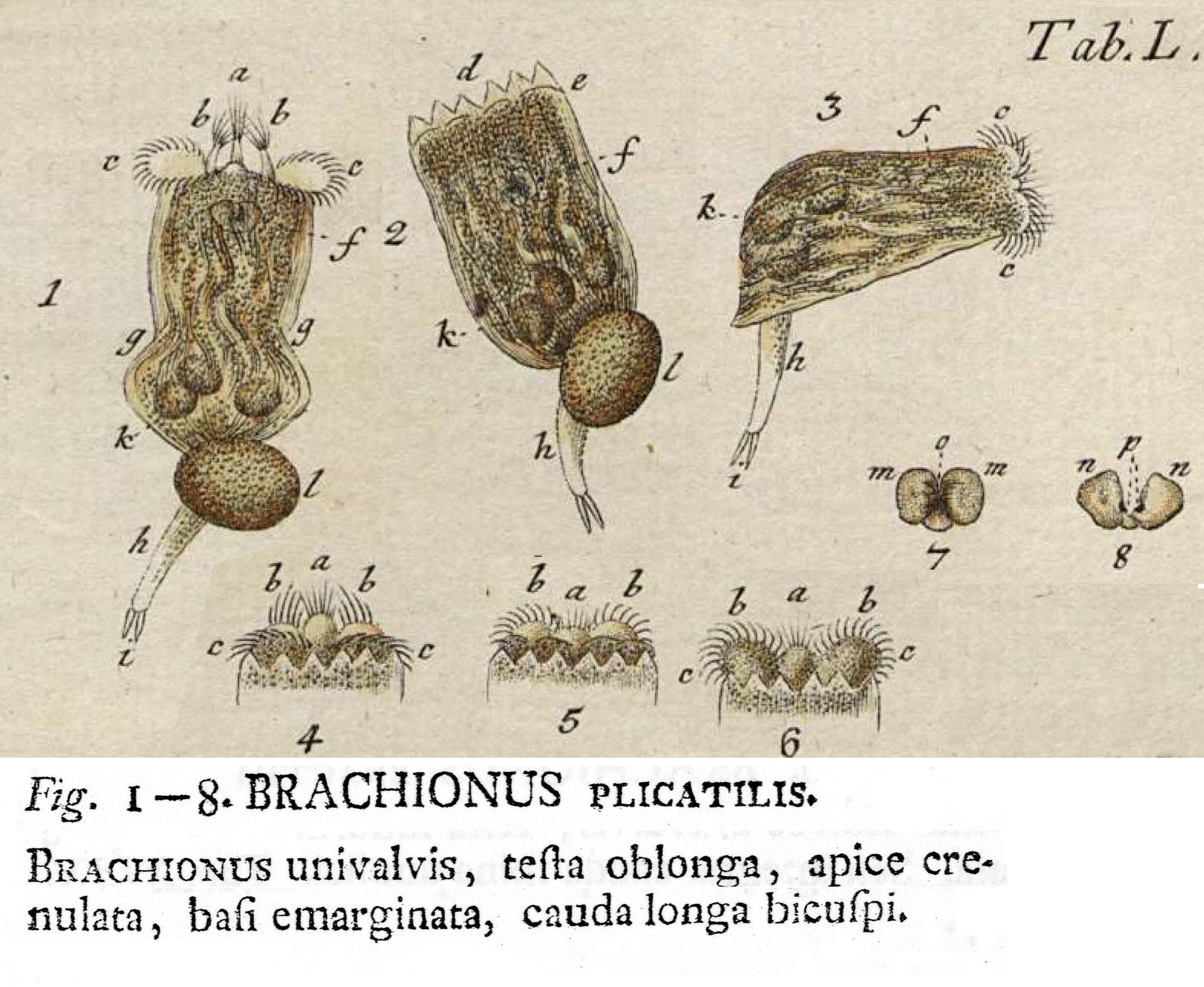 Image of Brachionus plicatilis Müller 1786