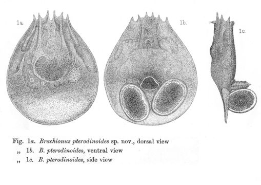 Image of Brachionus pterodinoides Rousselet 1913