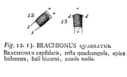 Image of <i>Keratella quadrata</i>