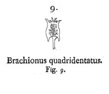 Image of Brachionus quadridentatus Hermann 1783