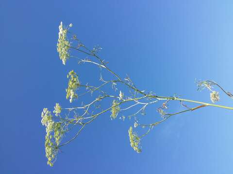 Imagem de Ammi majus L.