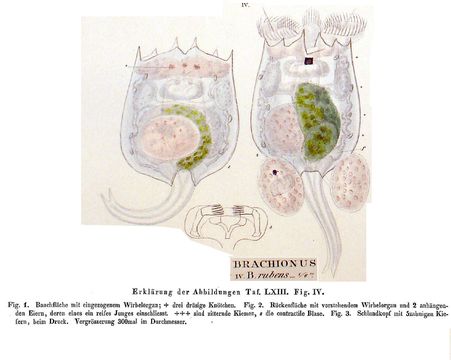 Image of Brachionus rubens Ehrenberg 1838